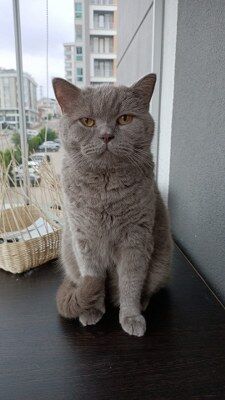 A W691266 10 225X400