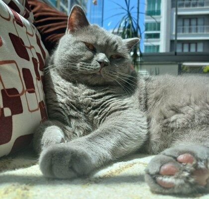 A W691266 11 420X400