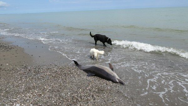 A W694007 01 600X338