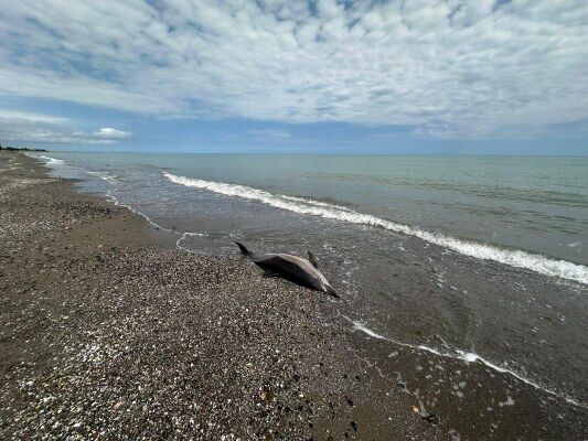 A W694007 02 533X400