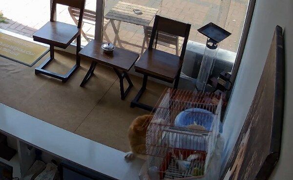 K E D I N I N D U K K A N D A K I K U S L A R A S A L D I R D I G I A 1263046 375936 600X368