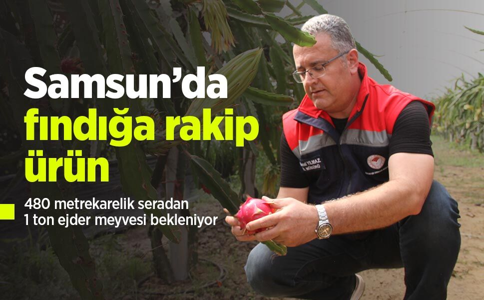 Samsun’da fındığa rakip ürün: 480 metrekarelik seradan 1 ton ejder meyvesi bekleniyor